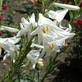Lilium candidum - 2 Lis de la Madone - Lis - Lys