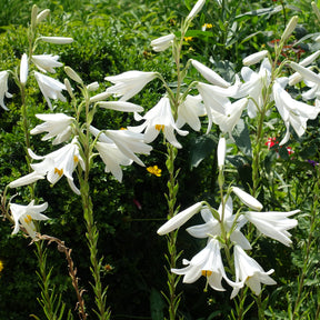 Lis - Lys - 2 Lis de la Madone - Lilium candidum