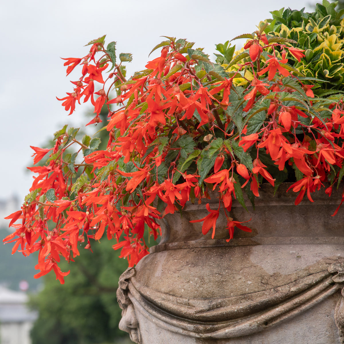 2 Bégonias Tanaïs - Willemse