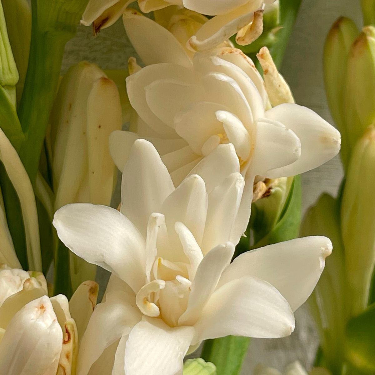 3 Tubéreuses La perle - Polianthes tuberosa the pearl - Willemse