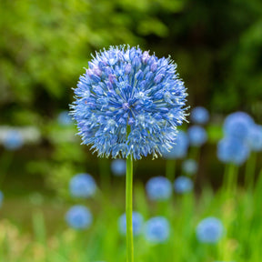 20 Alliums bleus - Willemse
