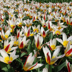 10 Tulipes botaniques The First