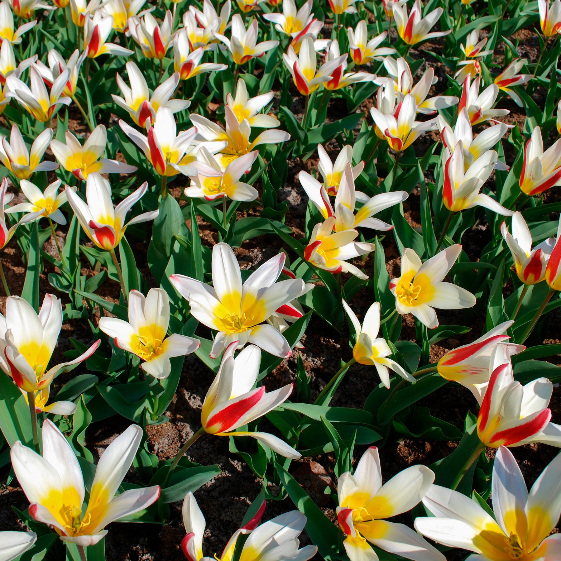 10 Tulipes botaniques The First