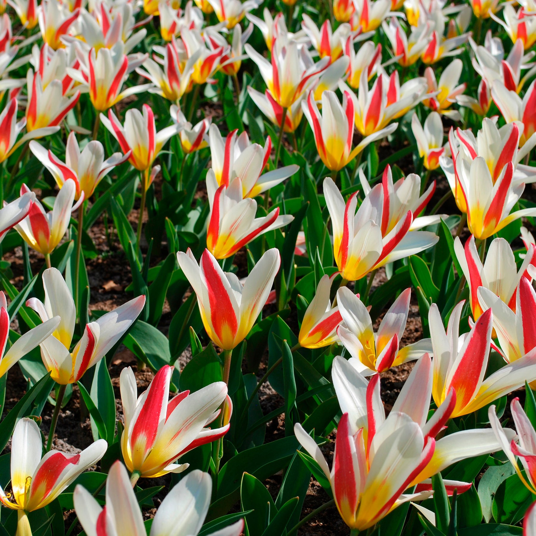 10 Tulipes botaniques The First