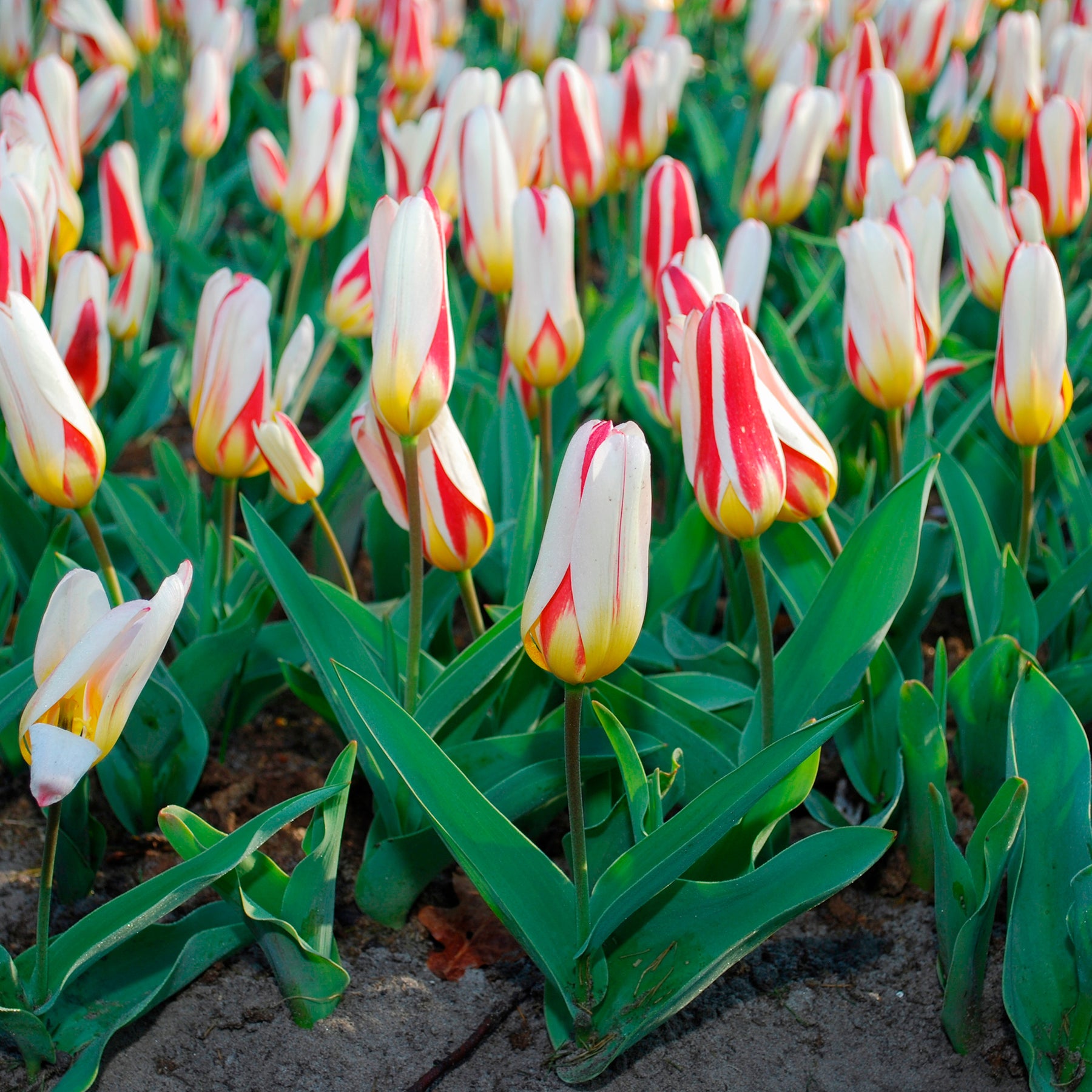 10 Tulipes botaniques The First