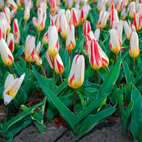 10 Tulipes botaniques The First