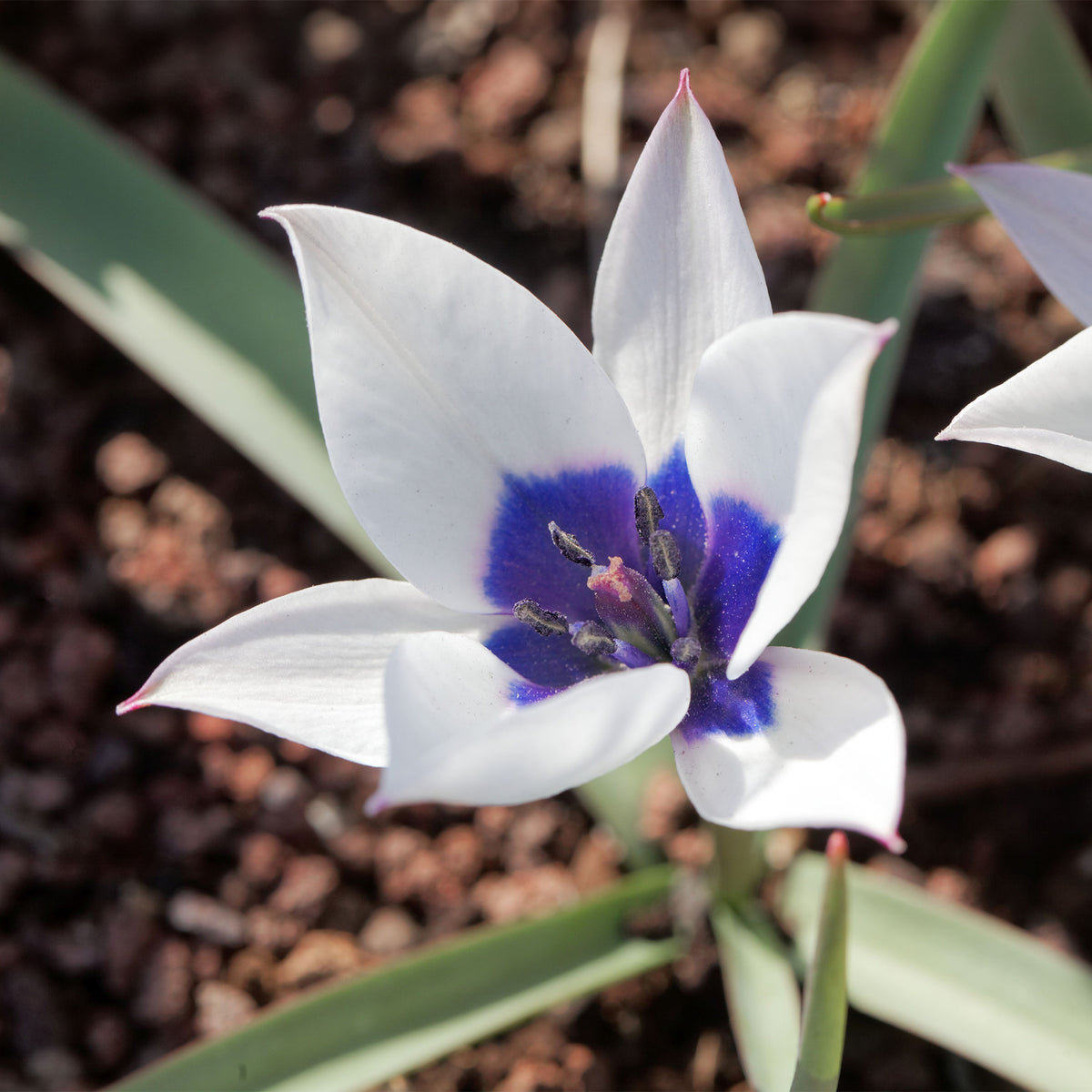 4 Tulipes Coeur Bleu