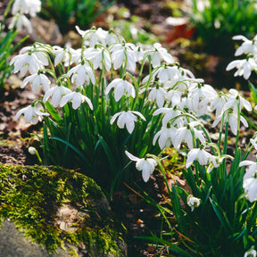 10 Perce-neige double - Galanthus nivalis flore pleno - Willemse