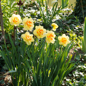 10 Narcisses à fleurs doubles Tahiti - Willemse