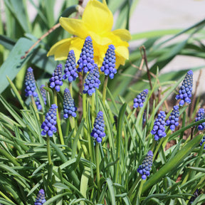 Muscari armeniacum - 10 Muscaris bleus - Muscari
