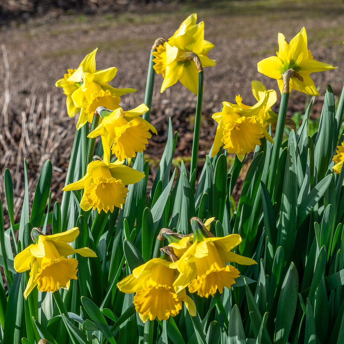 10 Narcisses Rijnveld Early Sensation - Willemse