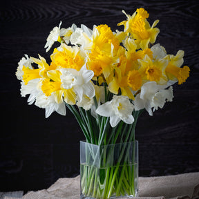 Vente 10 Narcisses Rijnveld Early Sensation