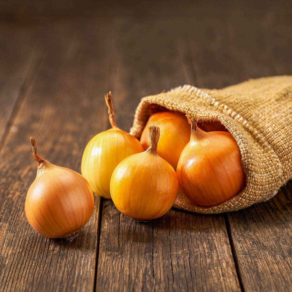 Oignon Centurion F1 - Willemse