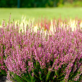 3 Bruyères d'été rose à feuilles vertes - Willemse