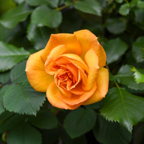 Collection de 7 Rosiers buissons - Collections de rosiers - Willemse