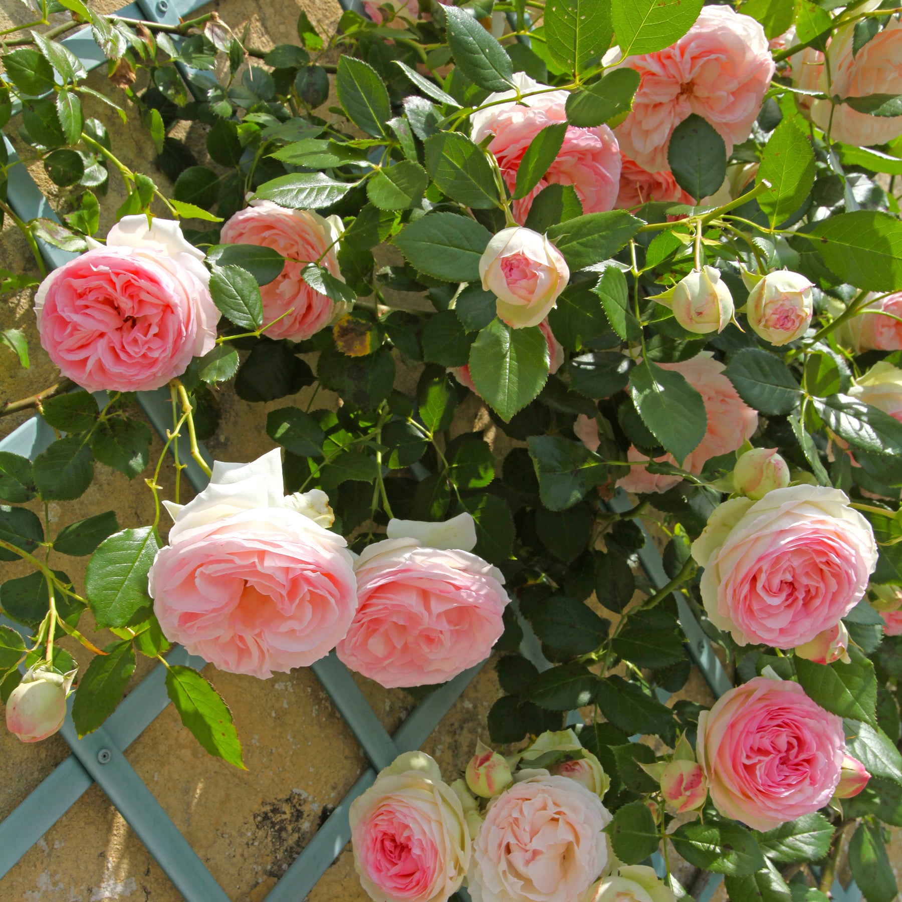 Rosier grimpant Pierre de Ronsard®