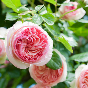 Rosier grimpant Pierre de Ronsard®