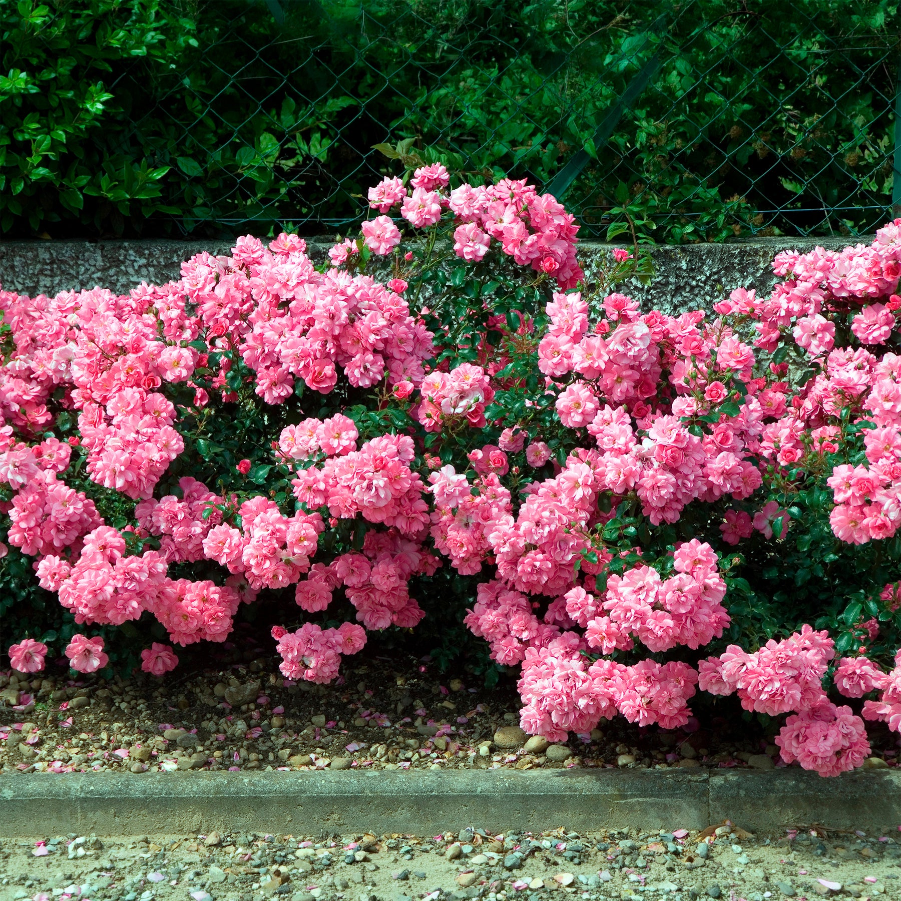 Vente Rosiers couvre-sol Mirato ®