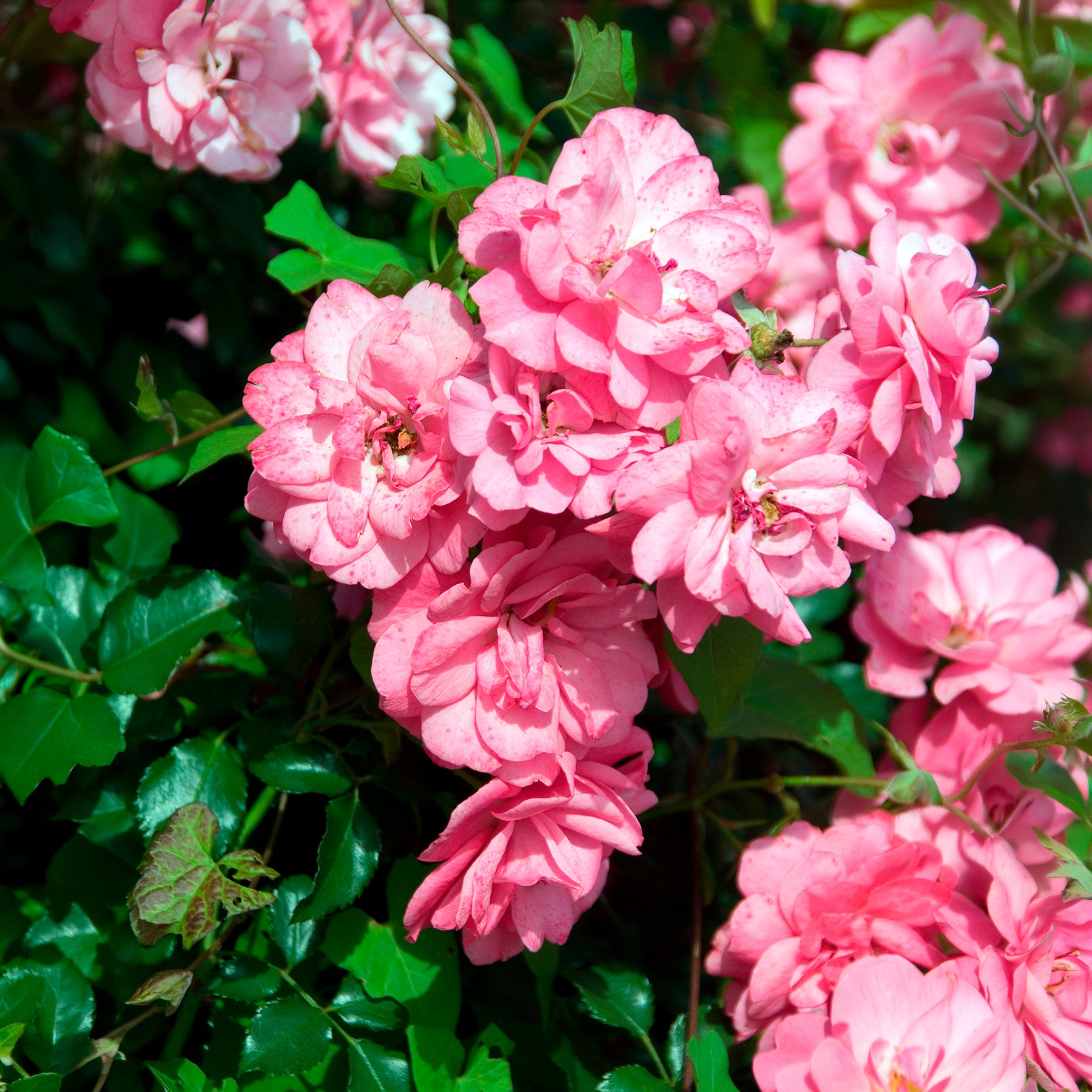 Rosiers couvre-sol Mirato ® - Rosier couvre-sol - Willemse