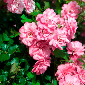 Rosiers couvre-sol Mirato ® - Rosier couvre-sol - Willemse