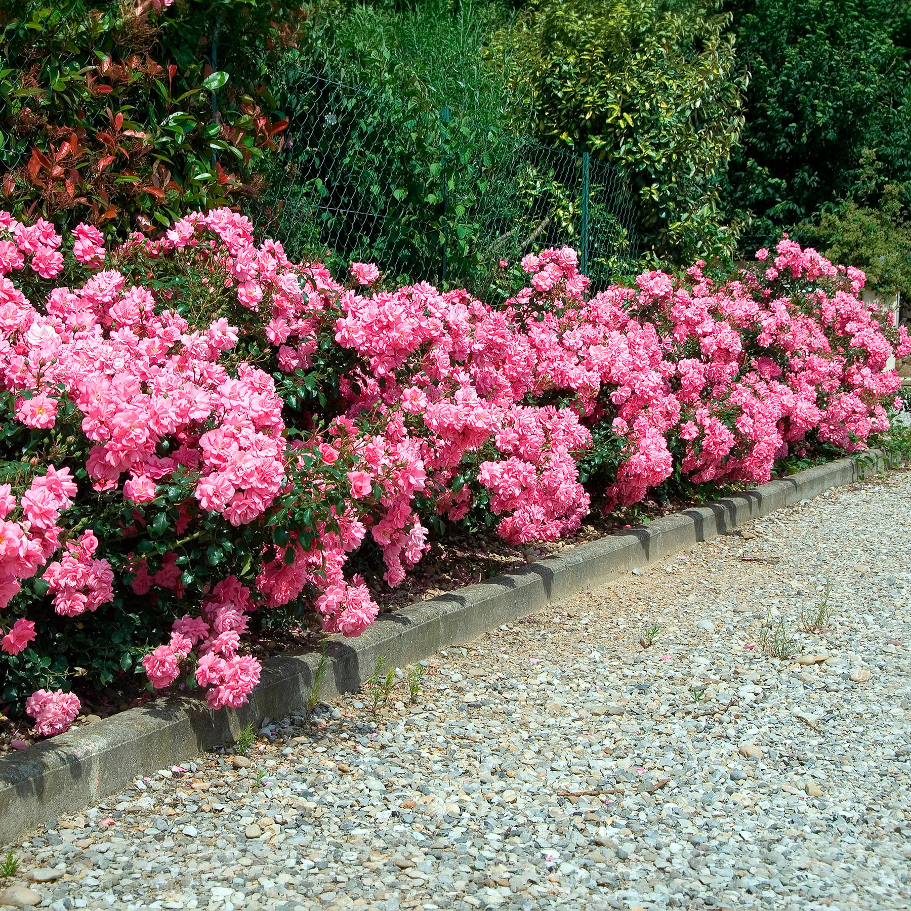 Vente Rosiers couvre-sol Mirato ® - Rosier couvre-sol