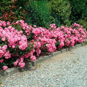 Vente Rosiers couvre-sol Mirato ® - Rosier couvre-sol