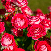 Rosier buisson Osiria - Willemse