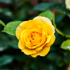 Rosa hadangel - Rosier Hadangel - Rosiers buisson