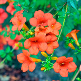 Bignone Madame Galen - Campsis radicans x tagliabuana Madame Galen - Willemse