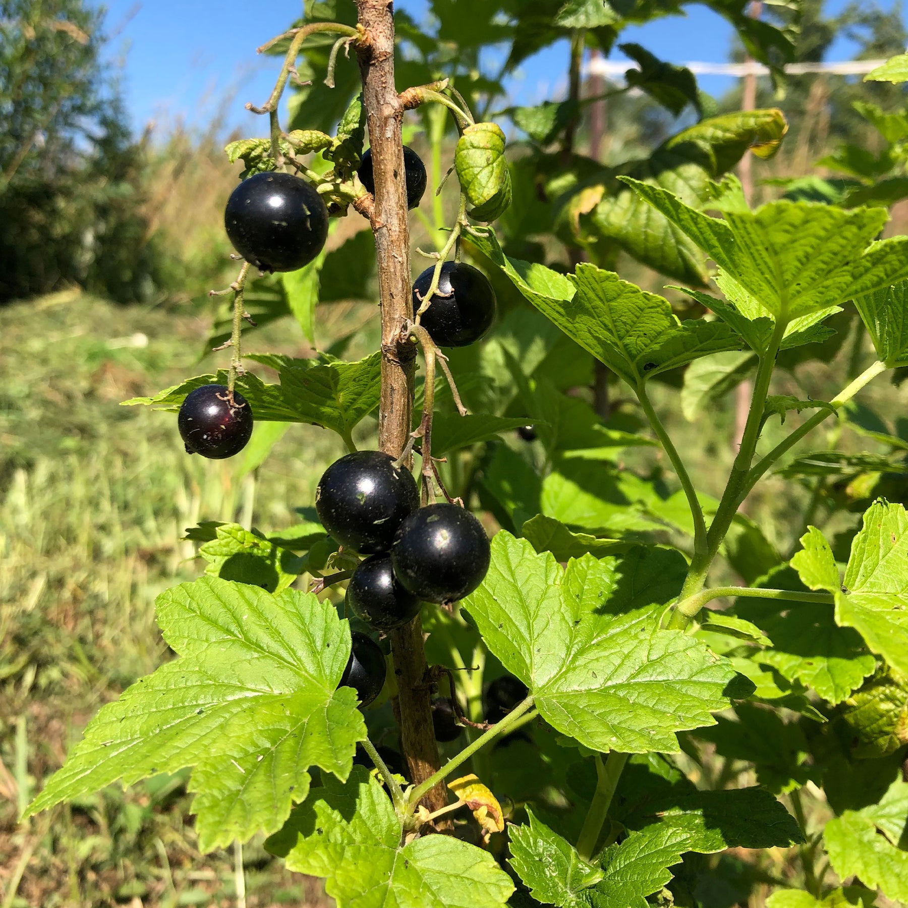 Cassissier - Cassissier à gros fruits Andega - Ribes nigrum 'andega'