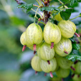 2 Groseilliers à maquereaux Anglaise Blanche - Willemse