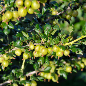 Ribes uva-crispa anglaise blanche - 2 Groseilliers à maquereaux Anglaise Blanche - Groseillier à maquereau - Ribes uva-crispa