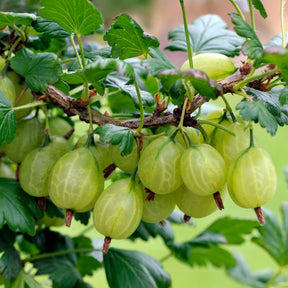 2 Groseilliers à maquereaux Anglaise Blanche - Ribes uva-crispa anglaise blanche - Willemse