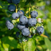 Myrtillier Giant Patriot - Willemse