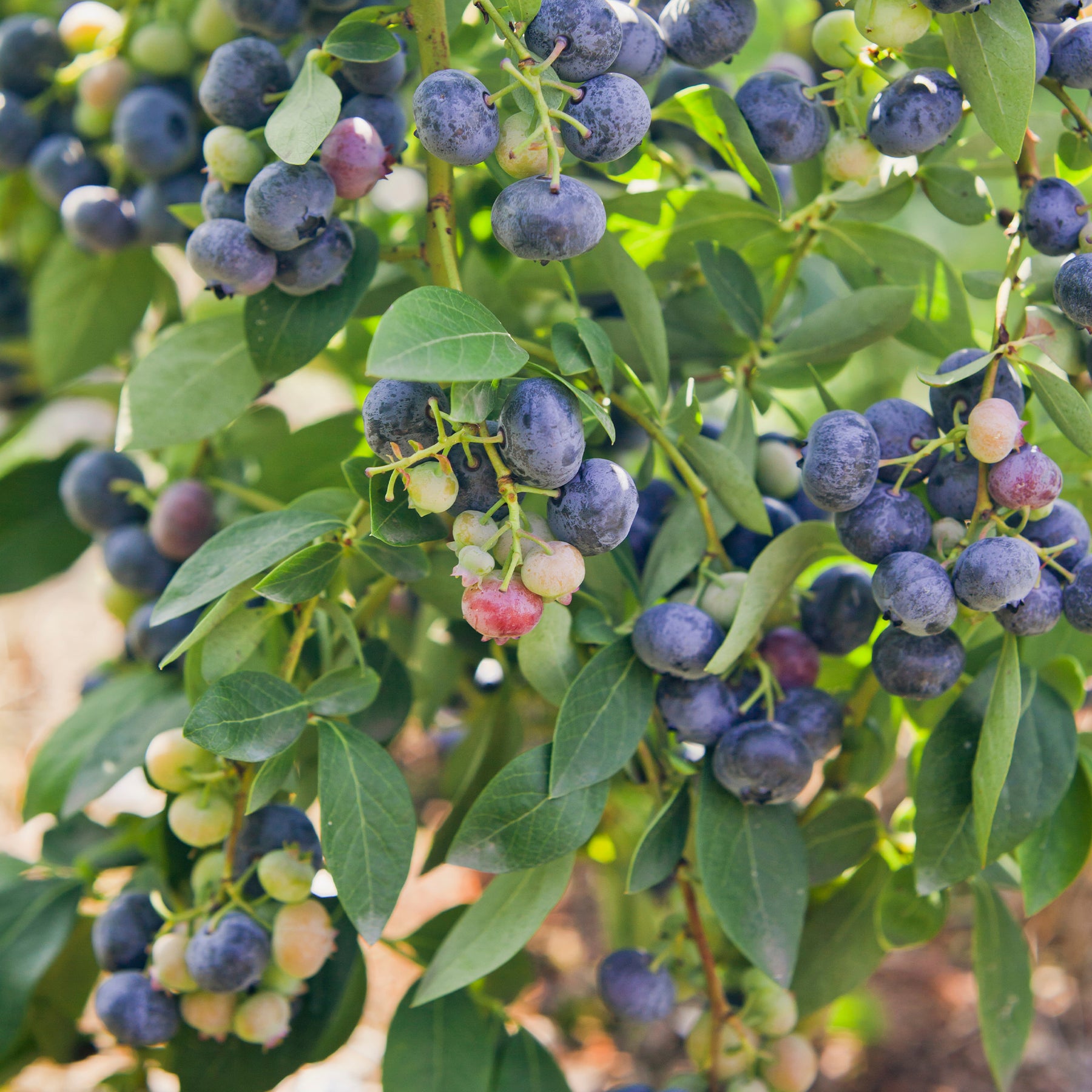 Myrtillier Giant Patriot - Vaccinium corymbosum Giant Patriot - Willemse