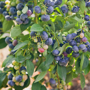 Myrtillier Giant Patriot - Vaccinium corymbosum Giant Patriot - Willemse