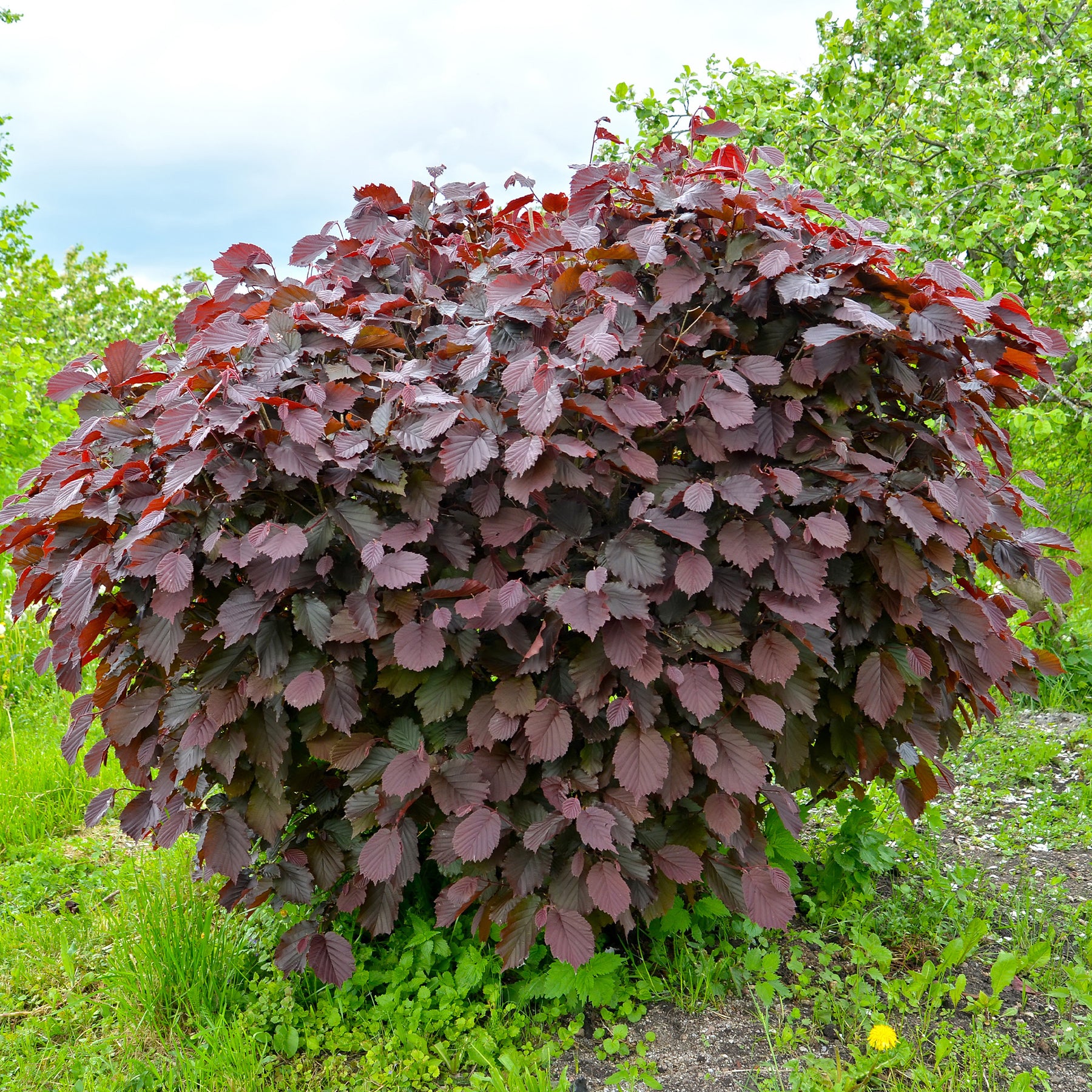 Noisetier pourpre - Willemse