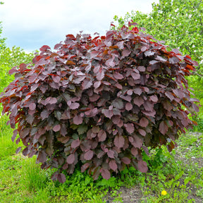 Noisetier pourpre - Willemse