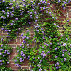 Trachelospermum jasminoides, wisteria, hydrangea p - Collection de 3 grimpantes : jasmin, glycine, hortensia grimpant - Collections d'arbustes