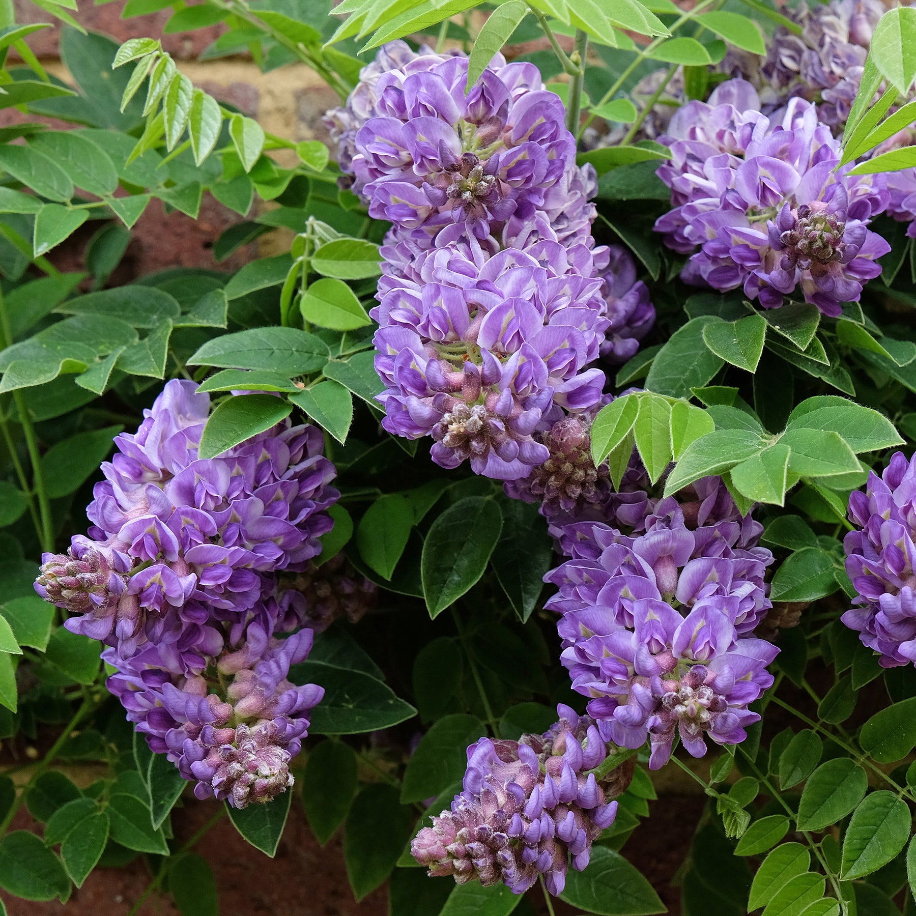 Wisteria frutescens Longwood Purple - Glycine Toujours en fleurs - Glycines