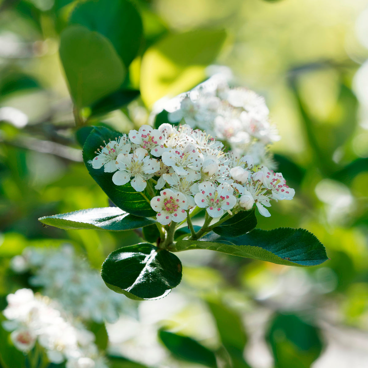 Aronia viking - Willemse