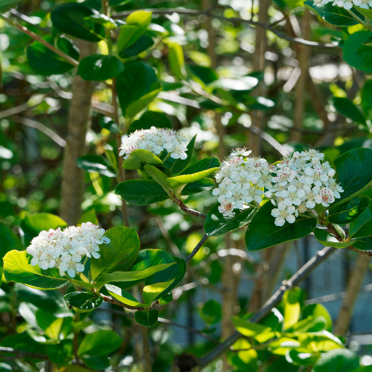 Aronia viking - Aronia melanocarpa viking - Willemse