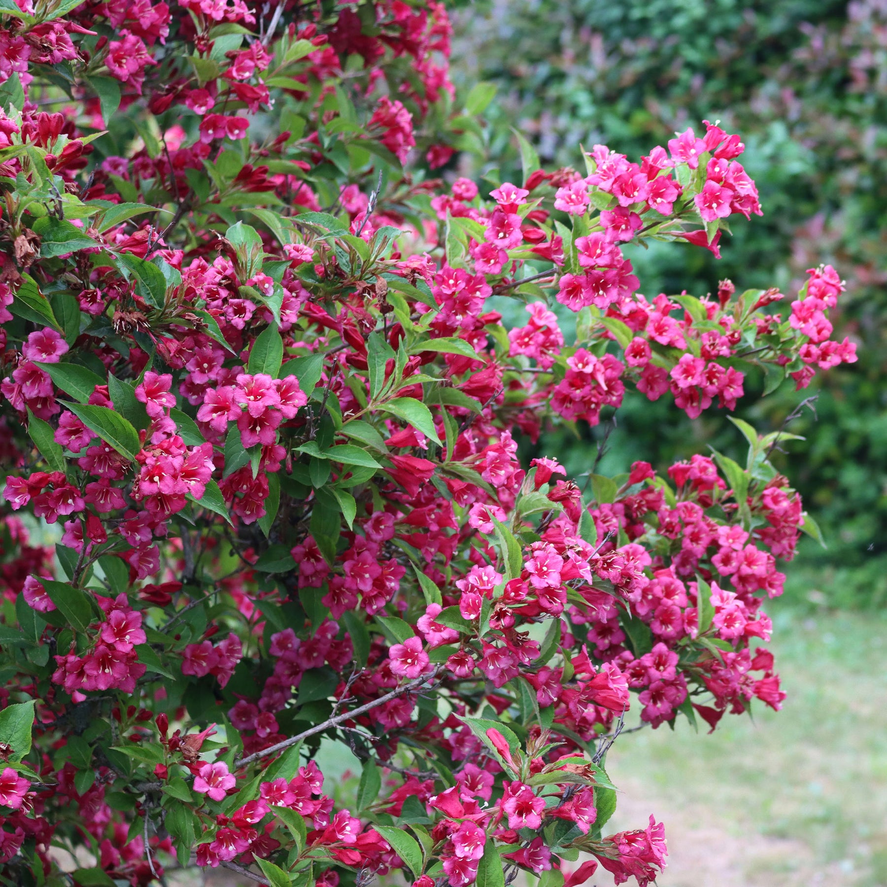 Vente Weigelia Bristol Ruby