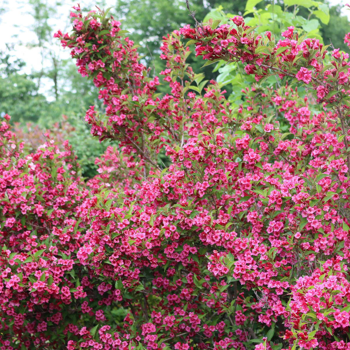 Weigelia Bristol Ruby - Weigela florida Bristol Ruby - Willemse
