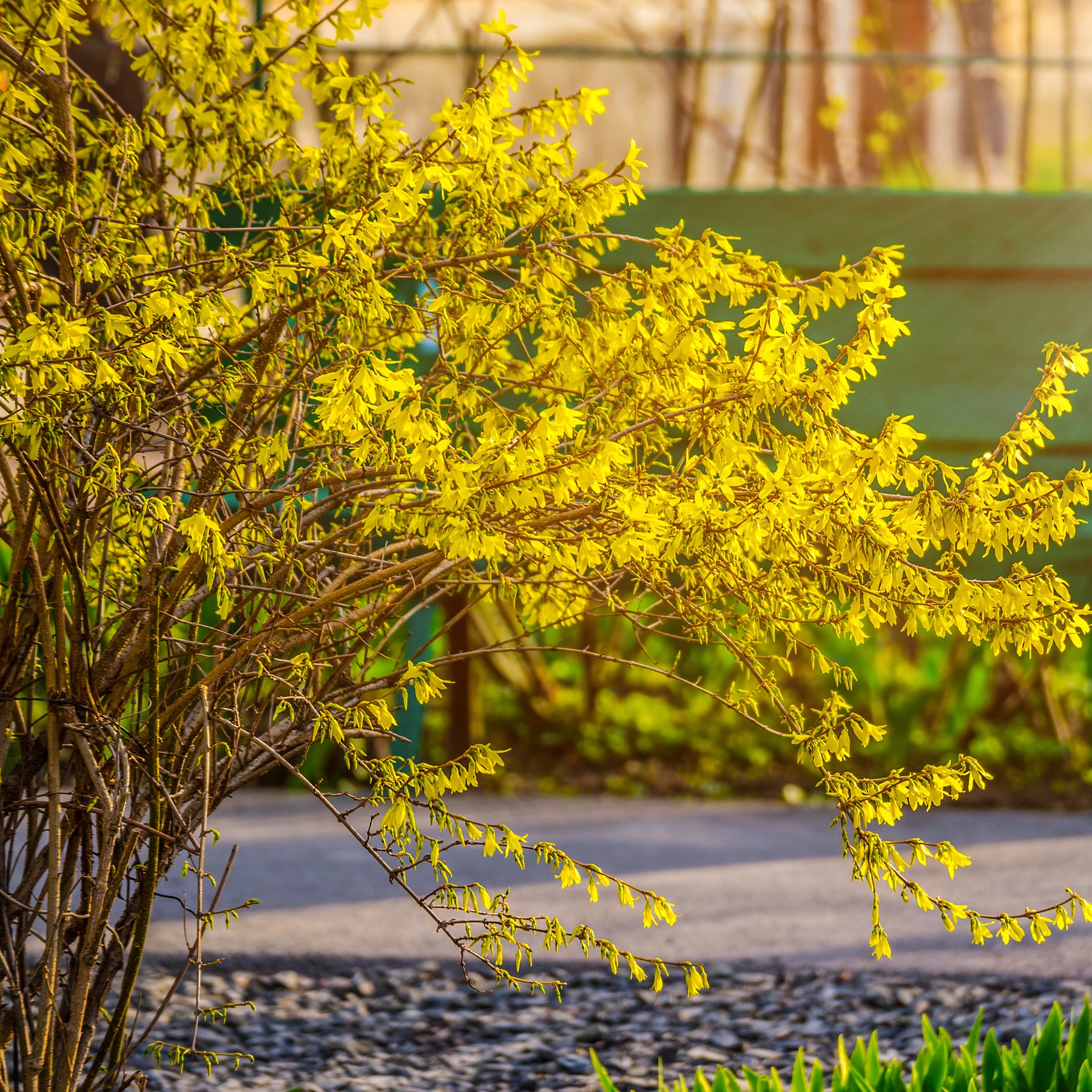 Forsythia Spectabilis