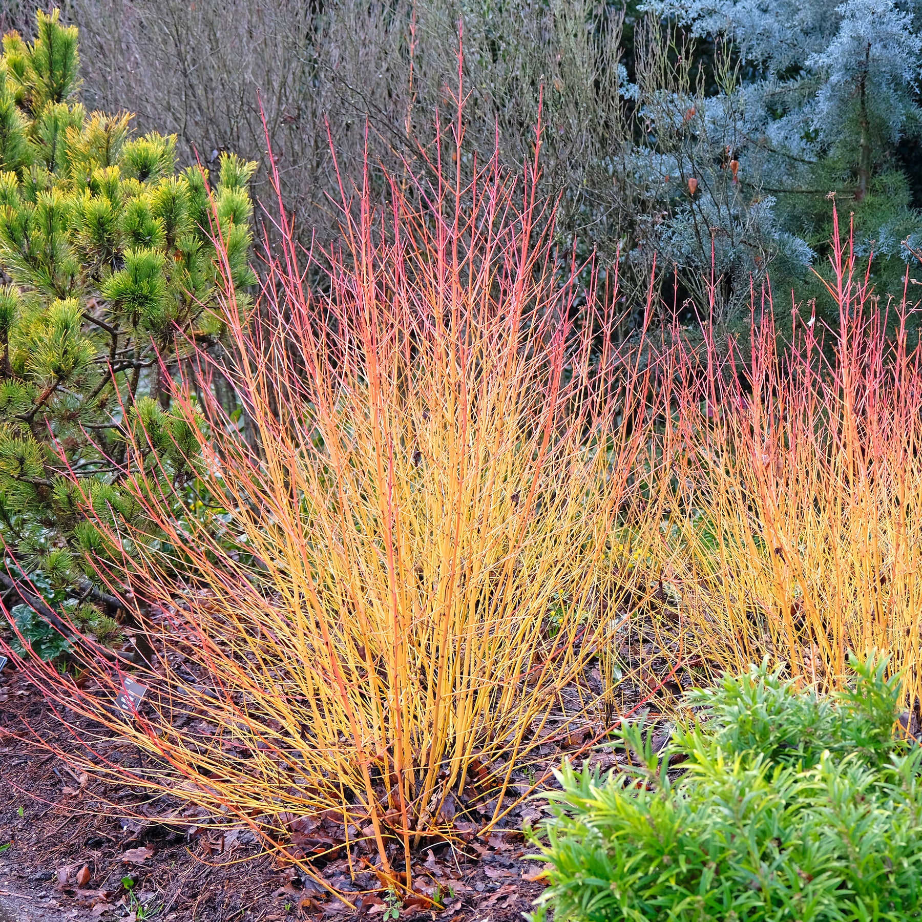 Cornouiller fluo Winter Flame - Cornus sanguinea winter flame ® ‘anny’ - Willemse