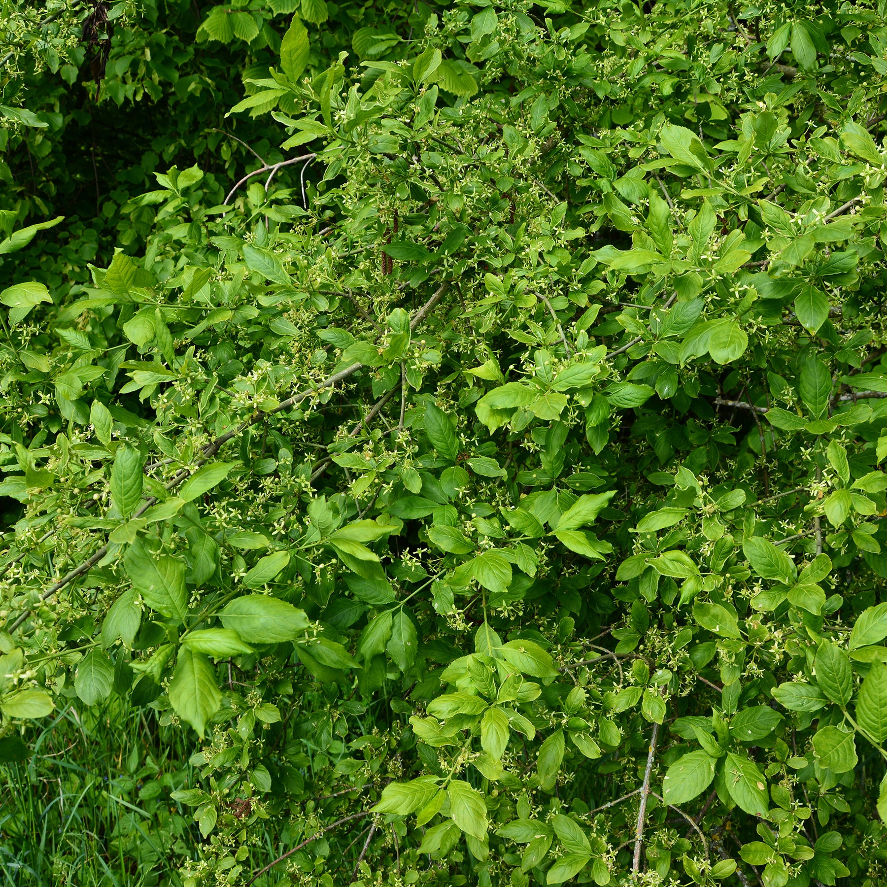 Euonymus europaeus - Fusain d'Europe - Fusain