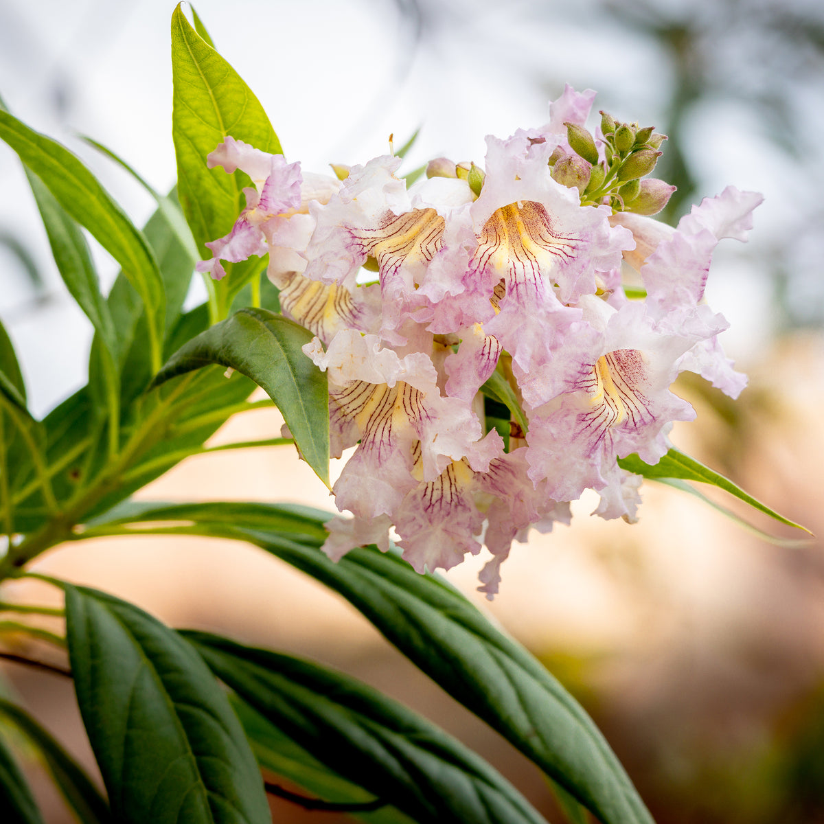 Chitalpa Pink Dawn - Chitalpa tashkentensis pink dawn - Willemse