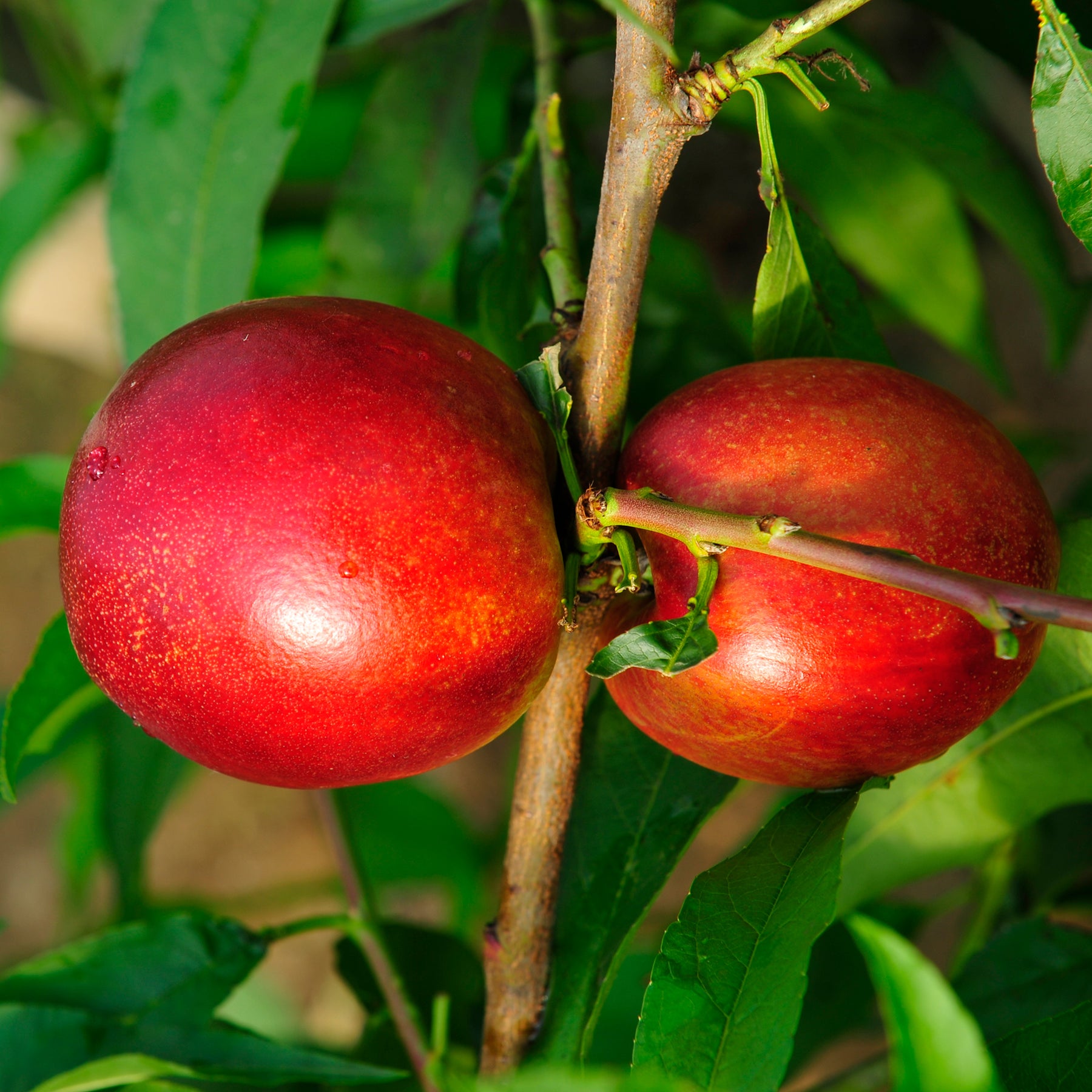 Mini-nectarine Morton