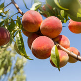 Pêcher Amsden - Willemse